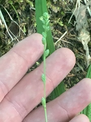 Carex sparganioides