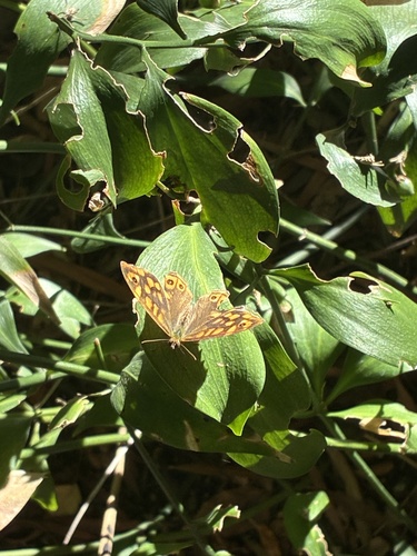 Speckled Wood