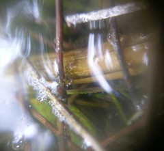 Gerromorpha