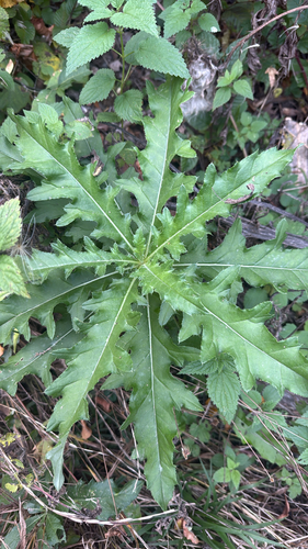 creeping thistle