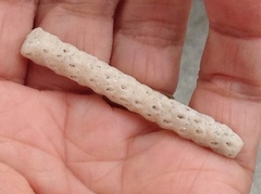Acropora cervicornis
