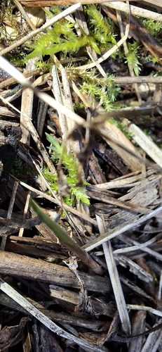 Calliergonella cuspidata observed 2026-10-17