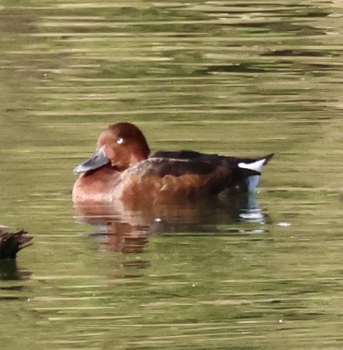 Ferruginous Duck