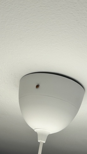 Asian Lady Beetle