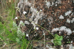 Alepidea natalensis