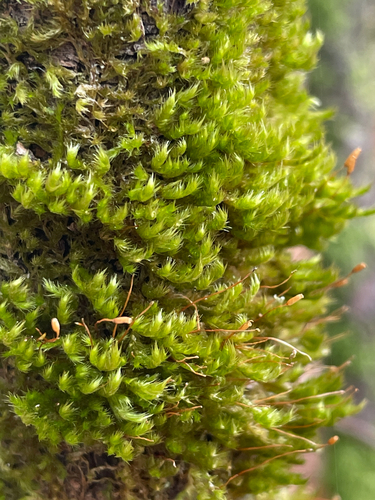 Pylaisia polyantha observed 2026-10-17