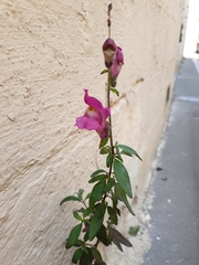 Antirrhinum majus