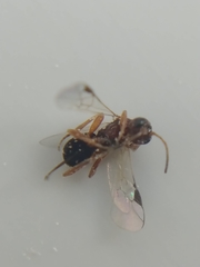 Braconidae