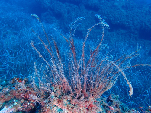 Pennaria disticha observed 2026-10-12