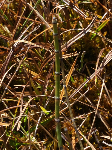 variegated horsetail