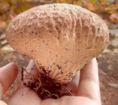 Calvatia rugosa