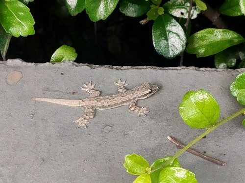 Flat-tailed House Gecko