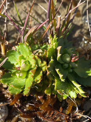 Hairy Kidney-wort