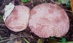 Calvatia rugosa