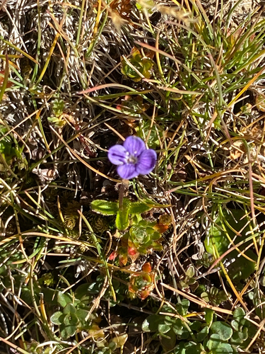 Leafless-stemmed Speedwell