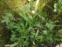 Potentilla approximata
