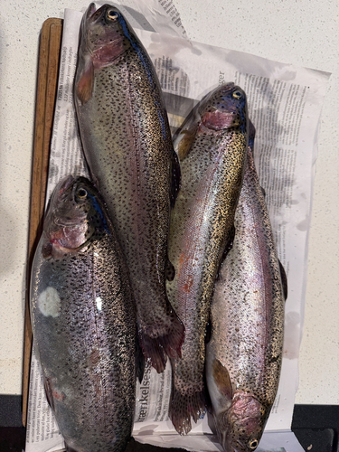 Rainbow Trout