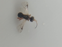 Braconidae