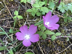 Sidalcea elegans