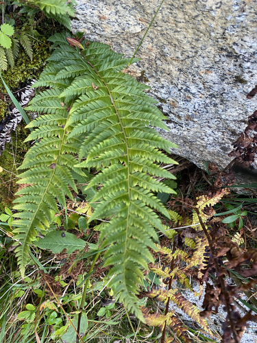 hard shield fern