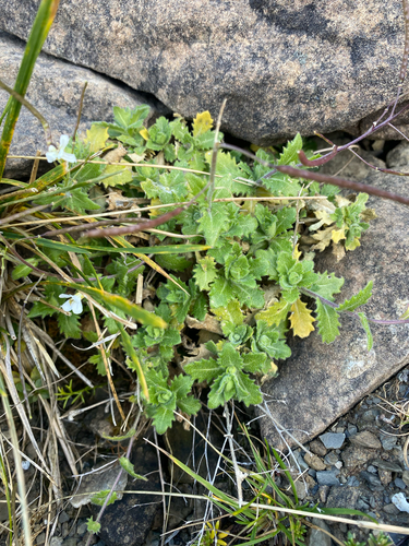 Alpine Rock-cress