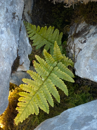 male fern