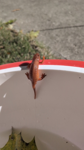 Eastern Newt observed by ross5133