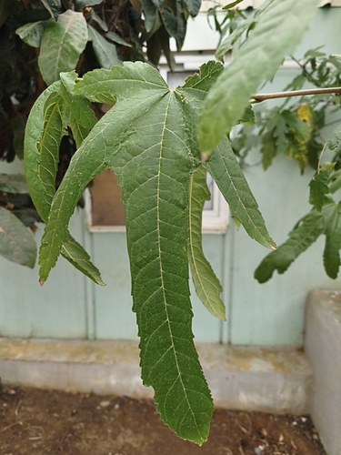 castor bean