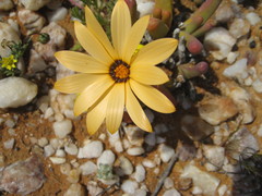 Dimorphotheca pinnata