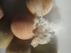 Braconidae