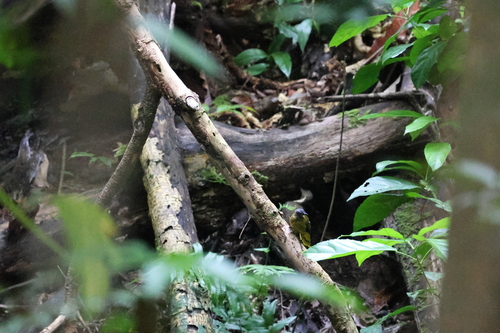 Pycnonotus atriceps observed 2026-10-17