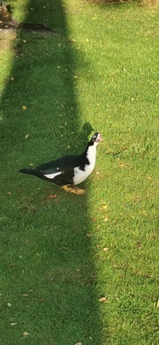 Muscovy Duck