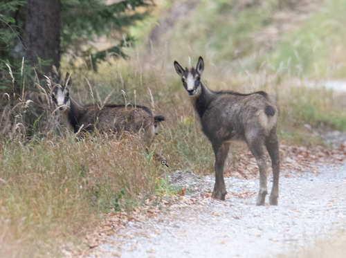 Northern Chamois