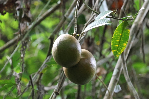 Tabernaemontana macrocarpa observed 2026-10-17