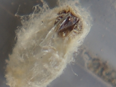 Braconidae