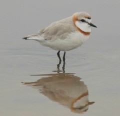 Charadrius pallidus