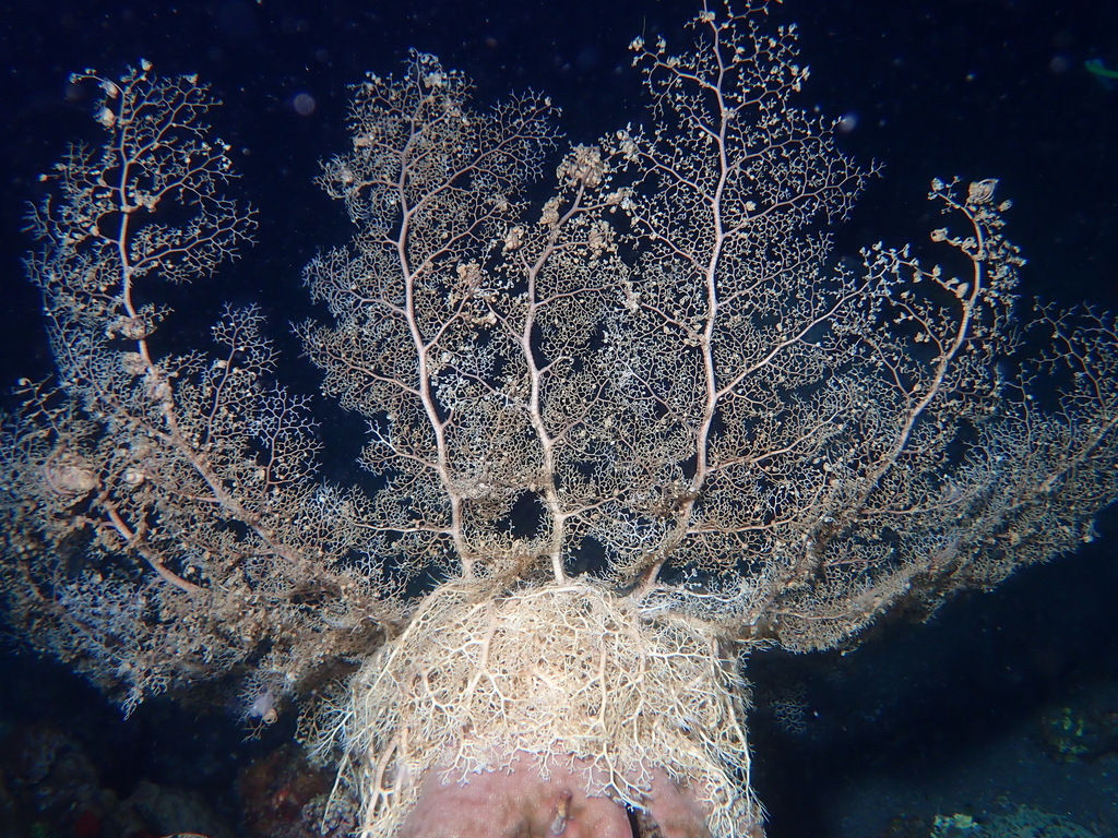 Naked Basket Star