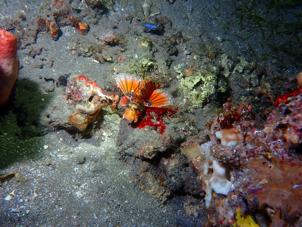Zebra turkeyfish