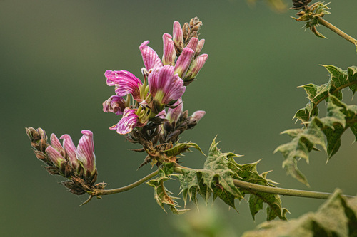 Acanthus pubescens, 2026-10-16