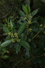Baccharis nitida