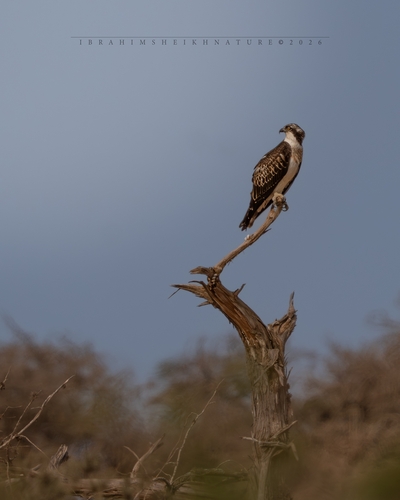 Osprey