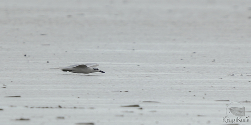 iNaturalist image