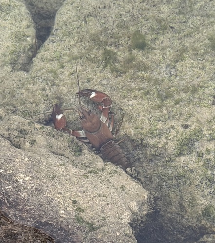 Signal Crayfish