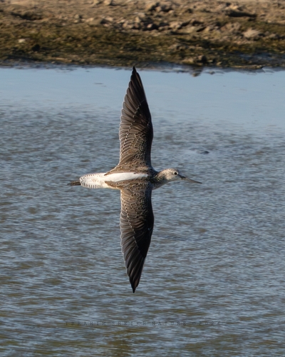 Common Greenshank