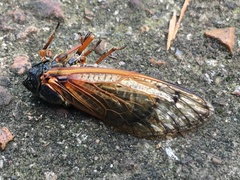 Magicicada cassinii