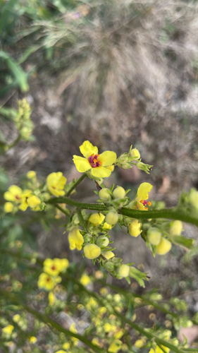 Nettle-leaved Mullein