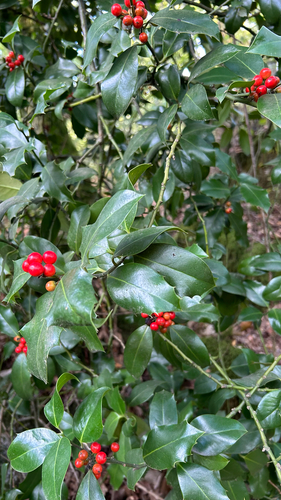 European holly