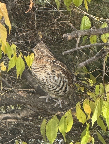 gélinotte huppée observed by francoisdubois