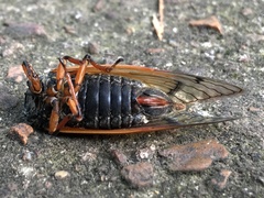 Magicicada cassinii
