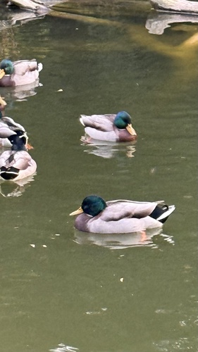 Mallard